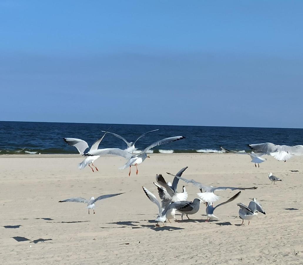 טראסנהיידה Ferienwohnung Strand25 מראה חיצוני תמונה